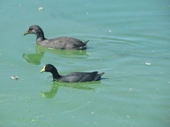 Fulica armillata