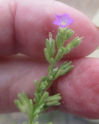 Calibrachoa parviflora, photograph 5