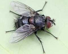 Hubneria affinis