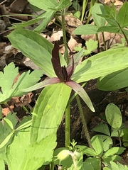 Trillium viride