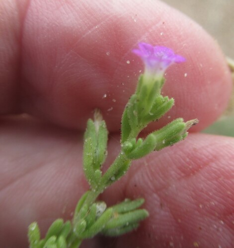 Calibrachoa parviflora, photograph 6