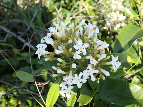 Melodinus suaveolens observed 2026-06-22