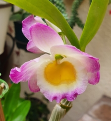 Dendrobium