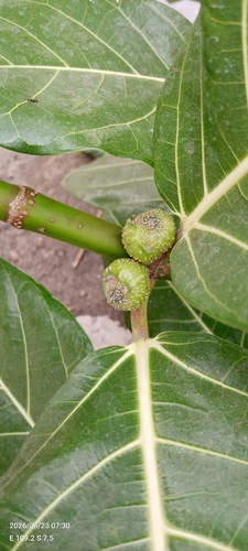Hauili fig tree