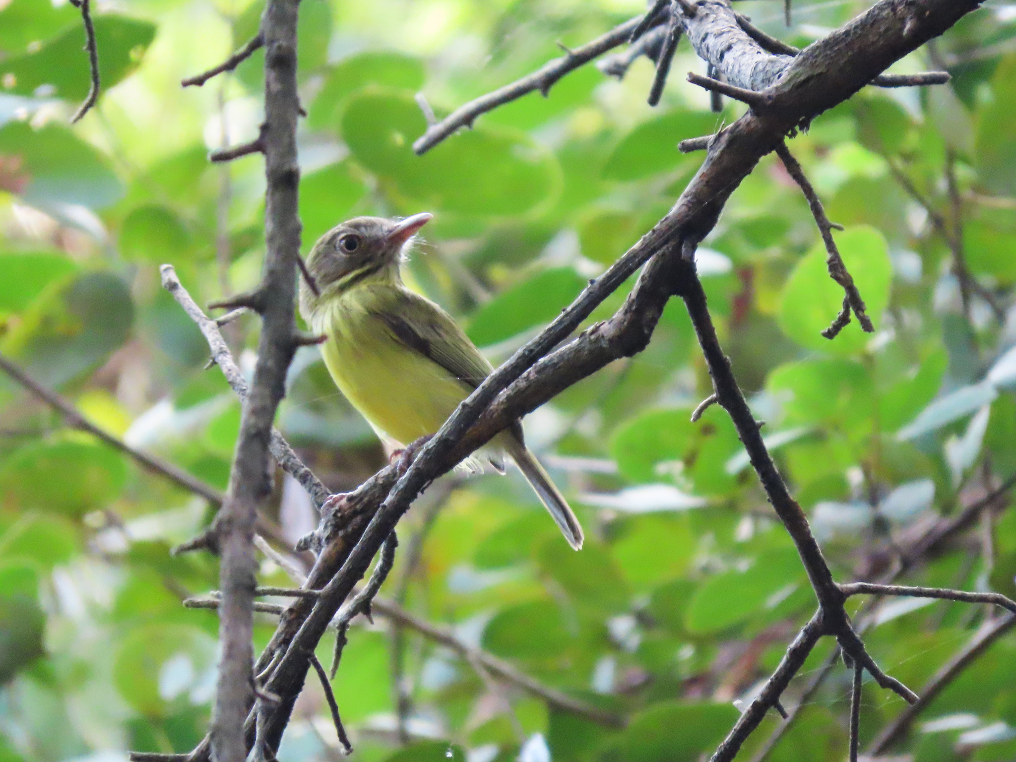 Stripe-necked Tody-Tyrant (Hemitriccus striaticollis), photo 1