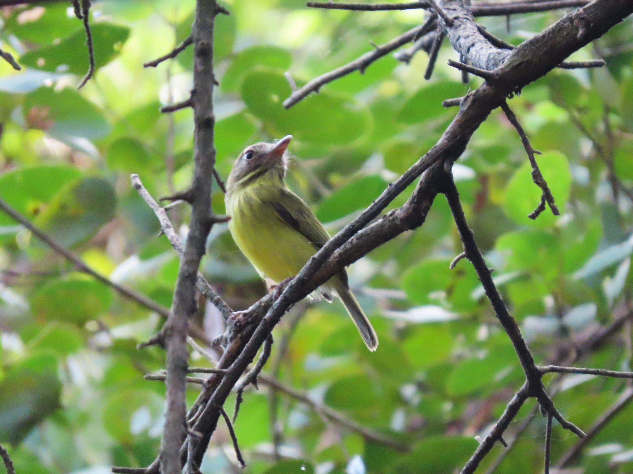 Stripe-necked Tody-Tyrant (Hemitriccus striaticollis), photo 2