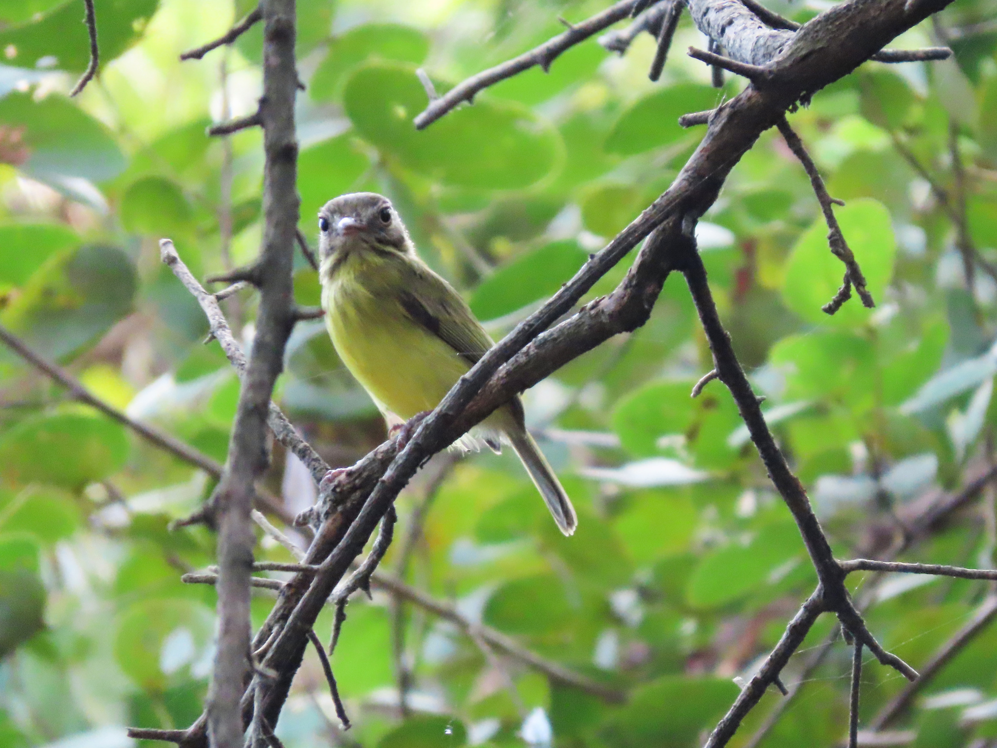 Stripe-necked Tody-Tyrant (Hemitriccus striaticollis), photo 3