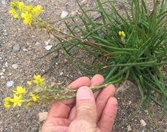 Bulbine annua