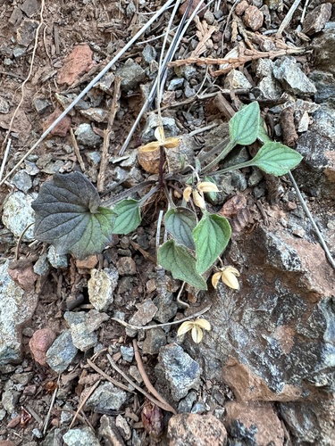 Viola purpurea