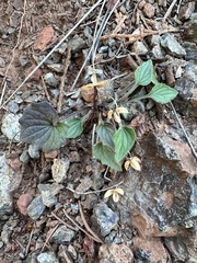 Viola purpurea