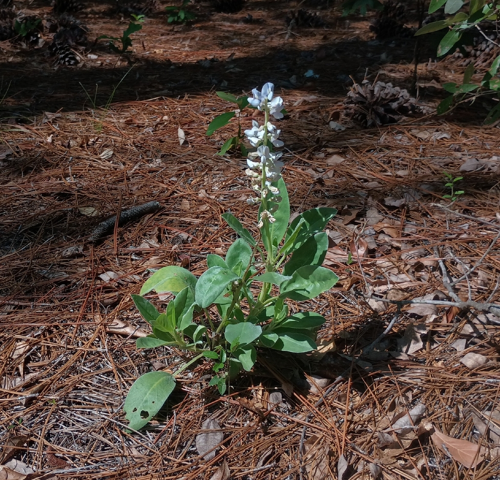 Lupinus diffusus; photograph (c) Raven Dandridge, some rights reserved (CC BY)