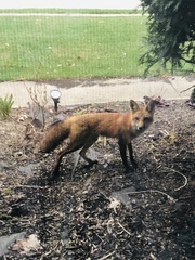 Vulpes vulpes