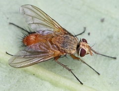 Leskia aurea