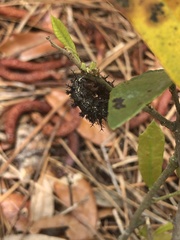 Hemileuca maia
