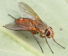 Leskia aurea