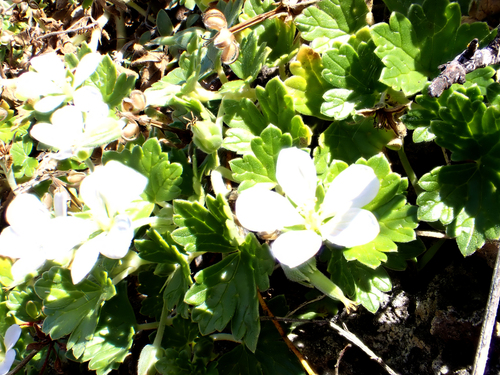 Geranium traversii, photograph 6