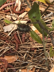 Hemileuca maia