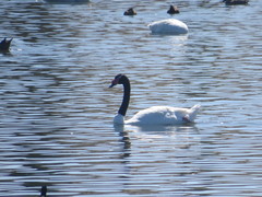 Cygnus melancoryphus