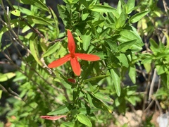 Anisacanthus