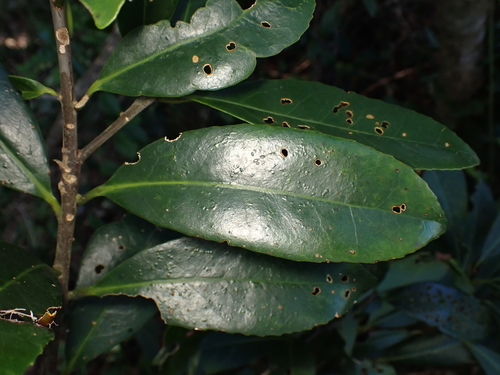 Symplocos cochinchinensis observed 2026-06-22