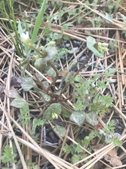 Claytonia rubra