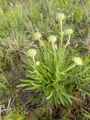 Marshallia caespitosa