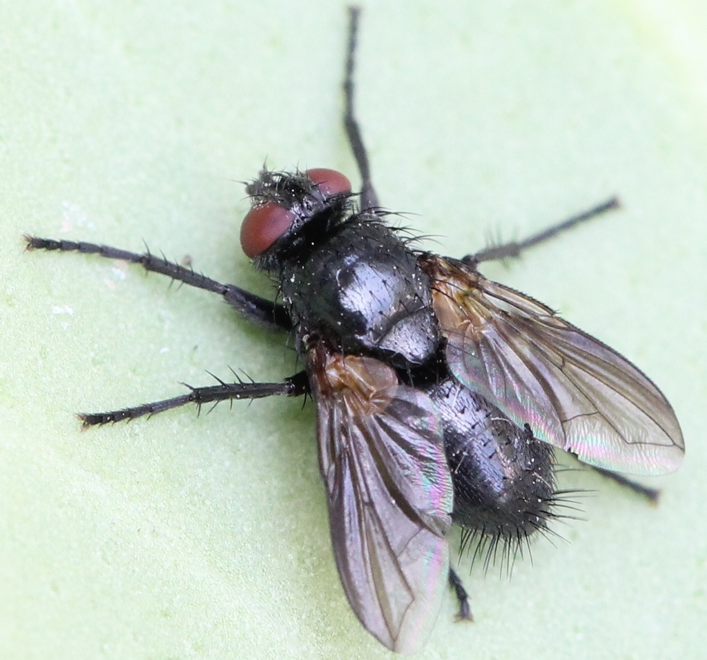 Loewia