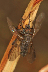Rhamphomyia