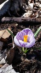 Crocus vernus
