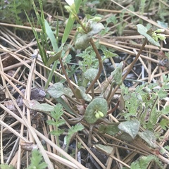Claytonia rubra