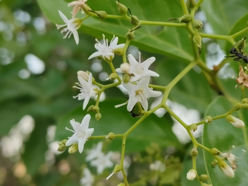 Ehretia laevis