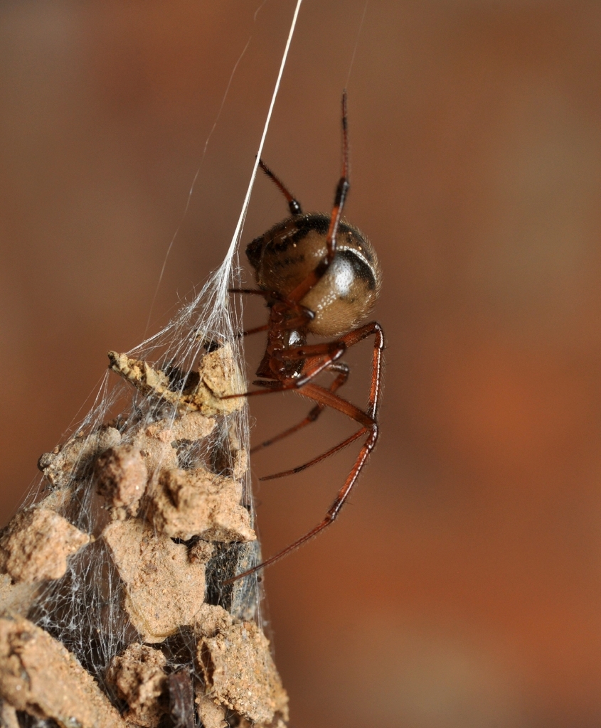 Cryptachaea parana