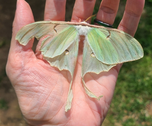 North American Luna Moth