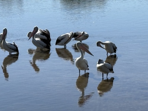 Australian Pelican