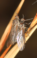 Rhamphomyia