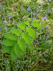 Polygonatum multiflorum