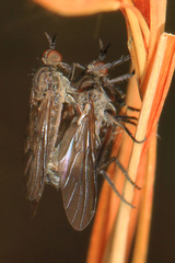 Rhamphomyia