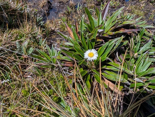 Oritrophium peruvianum, photograph 3