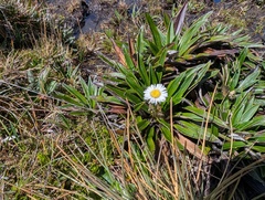 Oritrophium peruvianum, photograph (c) Yuri Sofronov, some rights reserved (CC BY)