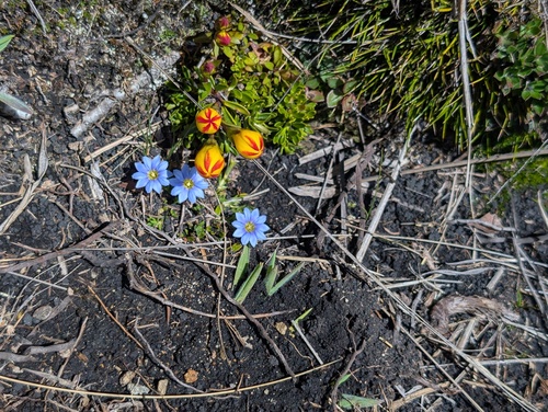 Gentianella hirculus, photograph 6