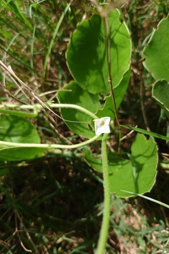 Ipomoea biflora, photograph 3