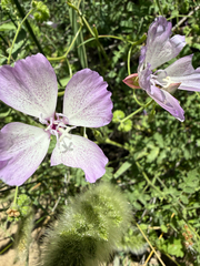 Clarkia cylindrica