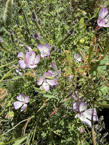 Clarkia cylindrica, photograph 2