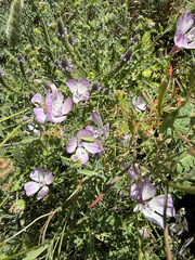 Clarkia cylindrica, photograph author not stated, no rights reserved