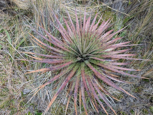 Puya clava-herculis, photograph 3