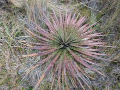 (c) Yuri Sofronov, some rights reserved (CC BY) Puya clava-herculis, photograph (c) Yuri Sofronov, some rights reserved (CC BY)