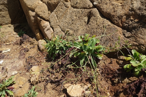 Limonium sinense, photograph 5