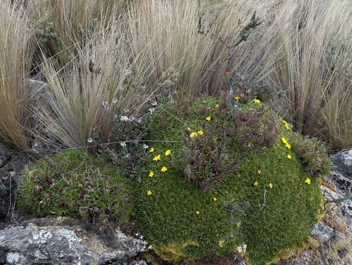 Hypochaeris sessiliflora, photograph 5