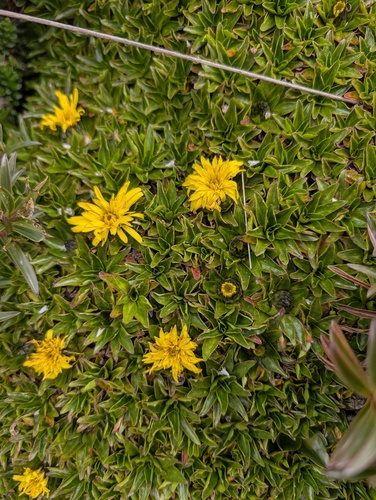 Hypochaeris sessiliflora, photograph 4