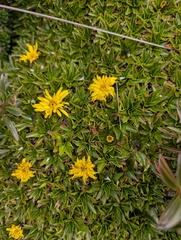 Hypochaeris sessiliflora, photograph (c) Yuri Sofronov, some rights reserved (CC BY)